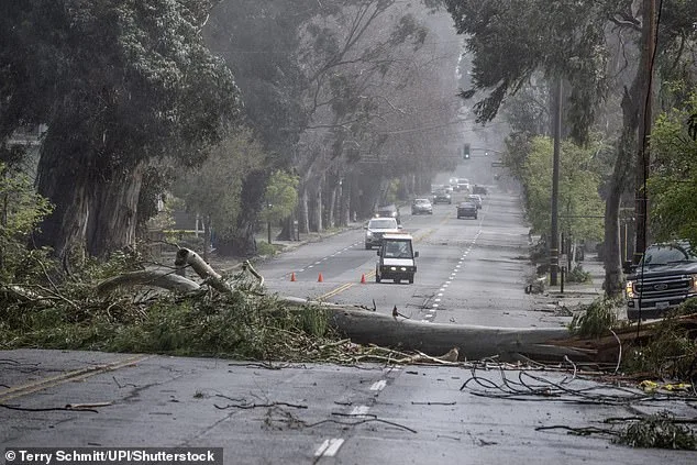 Burlingame Residents Mourn Loss of Iconic Eucalyptus Trees as Caltrans Project Sparks Emotional Rift