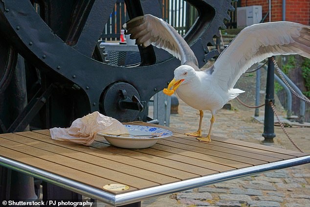New Jersey Man's Lenient Sentence for Killing Seagull Over Fries Incident Sparks Controversy