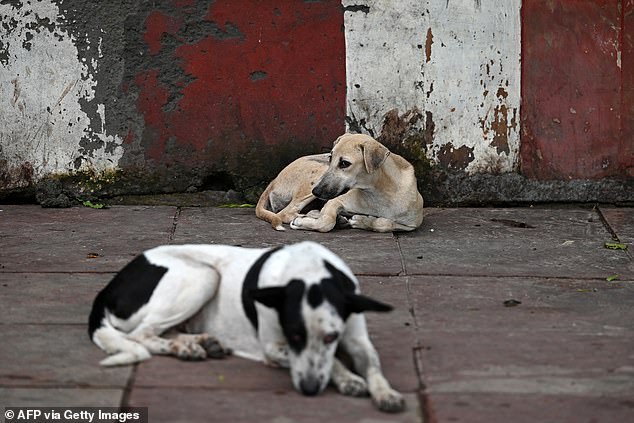 India's Supreme Court-Mandated Mega Shelter Plan for Stray Dogs Condemned as Global Health Disaster