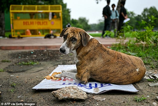 India's Supreme Court-Mandated Mega Shelter Plan for Stray Dogs Condemned as Global Health Disaster