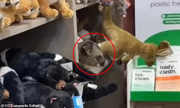 MailOnline and Facebook Integration: Comments Now Shared Across Platforms—Privacy Concerns Loom