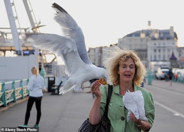 Googly Eyes Deter Seagulls, Study Suggests Bizarre Solution to Beach Food Theft