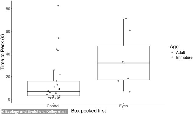 Googly Eyes Deter Seagulls, Study Suggests Bizarre Solution to Beach Food Theft