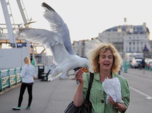 Googly Eyes Deter Seagulls, Study Suggests Bizarre Solution to Beach Food Theft