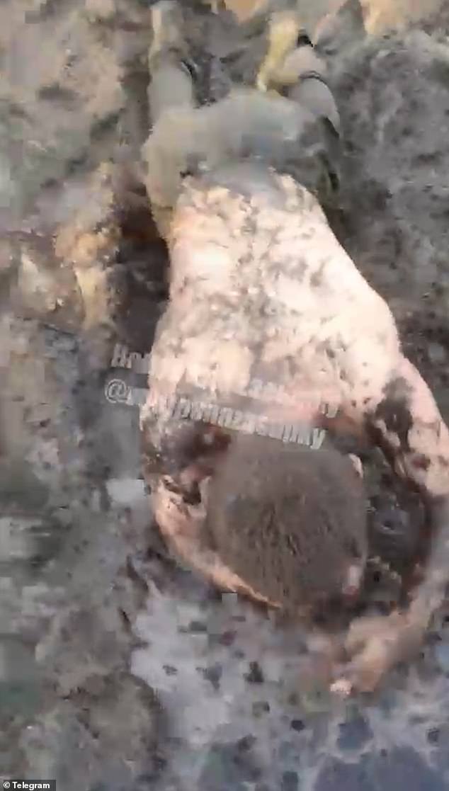 Alleged Systemic Brutality of Russian Soldiers in Ukraine Exposed in Graphic Daily Mail Footage: Cruel Treatment, Humiliation, and Taunts by Commanders