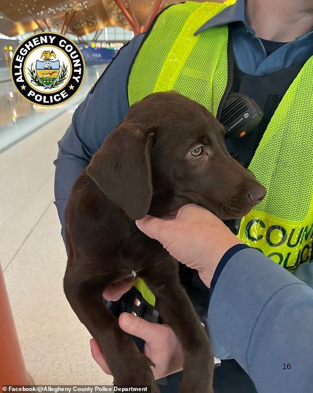 Heart-Wrenching Abandonment of Puppy at Pittsburgh Airport Sparks Outrage and Legal Consequences