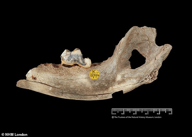Rewriting History: 14,300-Year-Old Dog Jawbone in UK Challenges Domestication Timeline