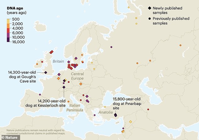 Rewriting History: 14,300-Year-Old Dog Jawbone in UK Challenges Domestication Timeline