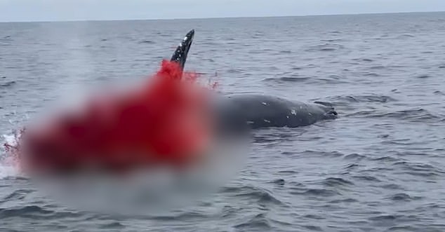 Warning: Stay 300 Feet Away from Rockaway Beach as Decomposing Whale Poses Explosion Risk