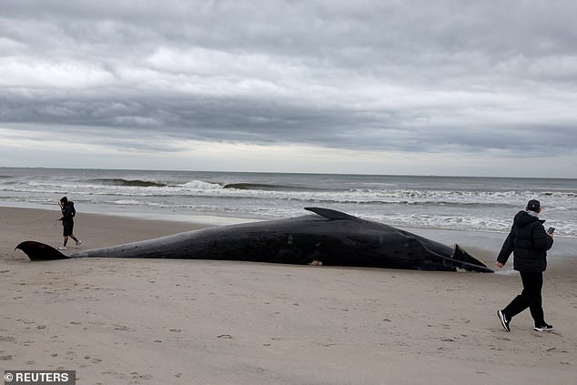 Warning: Stay 300 Feet Away from Rockaway Beach as Decomposing Whale Poses Explosion Risk
