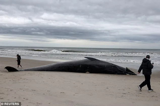 Warning: Stay 300 Feet Away from Rockaway Beach as Decomposing Whale Poses Explosion Risk