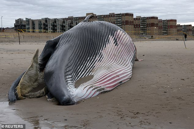 Warning: Stay 300 Feet Away from Rockaway Beach as Decomposing Whale Poses Explosion Risk
