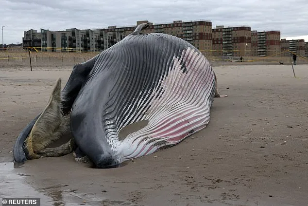 Warning: Stay 300 Feet Away from Rockaway Beach as Decomposing Whale Poses Explosion Risk