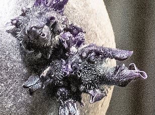 Unexpected Medical Crisis on the ISS Leads to First Evacuation in 65 Years, Raising Questions About Astronaut Safety