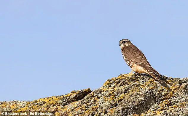 Race Against Time: Britain's Wildlife on the Brink of Extinction as Climate and Land Use Threaten Hundreds of Species