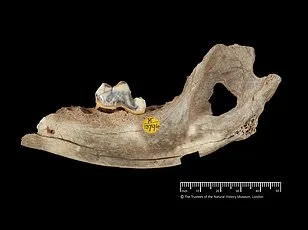 Dogs in Pain Show Subtle Behavioral Cues: Study Warns of Missed Signals