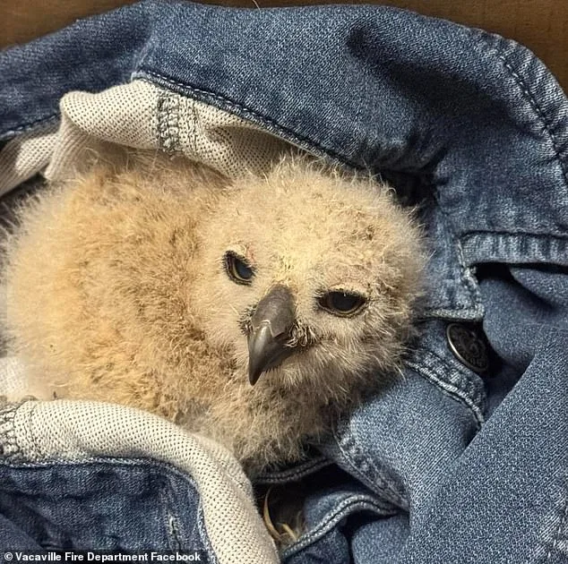 Firefighters Rescue Stranded Baby Great Horned Owl in Vacaville with Help from Wildlife Officials