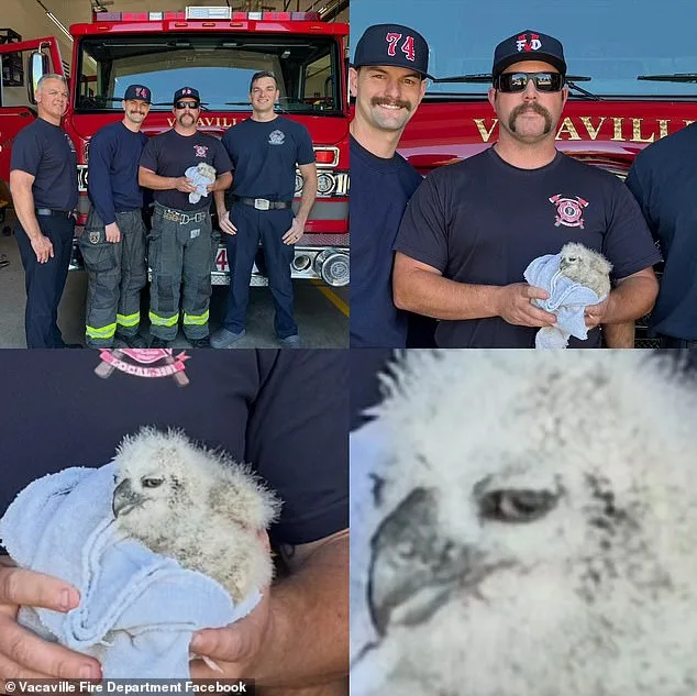 Firefighters Rescue Stranded Baby Great Horned Owl in Vacaville with Help from Wildlife Officials