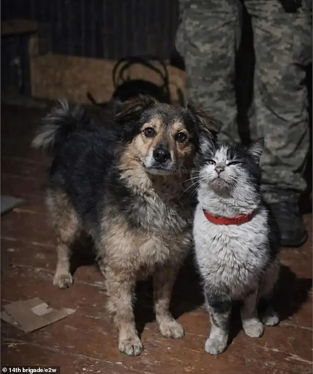 Ukrainian Drone Rescues Cat and Dog from Russian Forces in Daring Mission Amid Ukraine's War