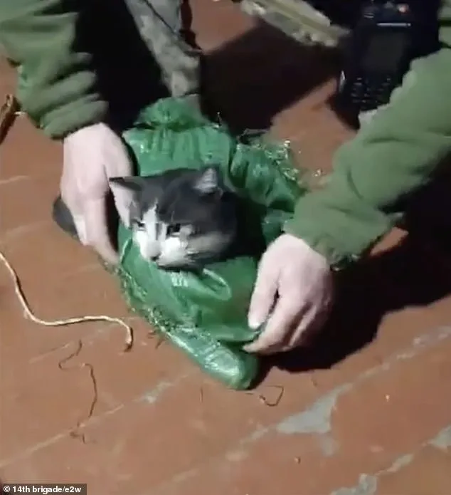 Ukrainian Drone Rescues Cat and Dog from Russian Forces in Daring Mission Amid Ukraine's War