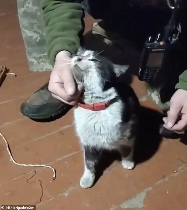 Ukrainian Drone Rescues Cat and Dog from Russian Forces in Daring Mission Amid Ukraine's War