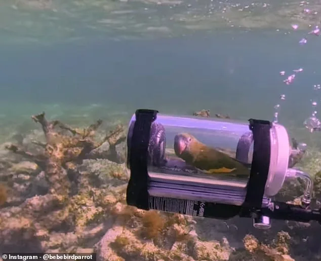 Bebe the Parakeet's Submarine Snorkel Sparks Viral Fame and Ethical Controversy