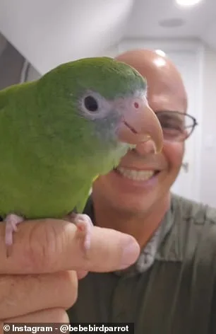 Bebe the Parakeet's Submarine Snorkel Sparks Viral Fame and Ethical Controversy