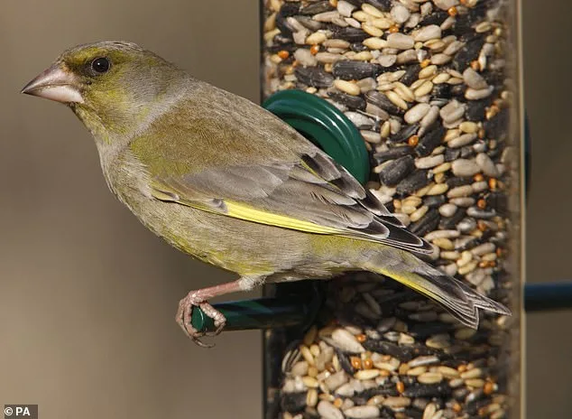 Greenfinch Population Plummets by 67% in 40 Years as Parasitic Disease Sparks Conservation Crisis
