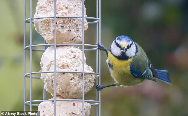 Greenfinch Population Plummets by 67% in 40 Years as Parasitic Disease Sparks Conservation Crisis