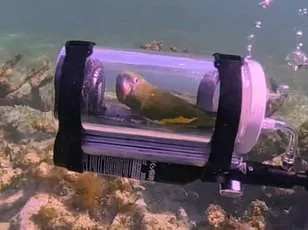 Greenfinch Population Plummets by 67% in 40 Years as Parasitic Disease Sparks Conservation Crisis