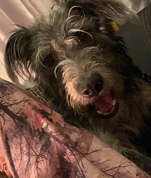 Girl, 19, Dies After Dog Attack: Is Pet Safety Under Threat?