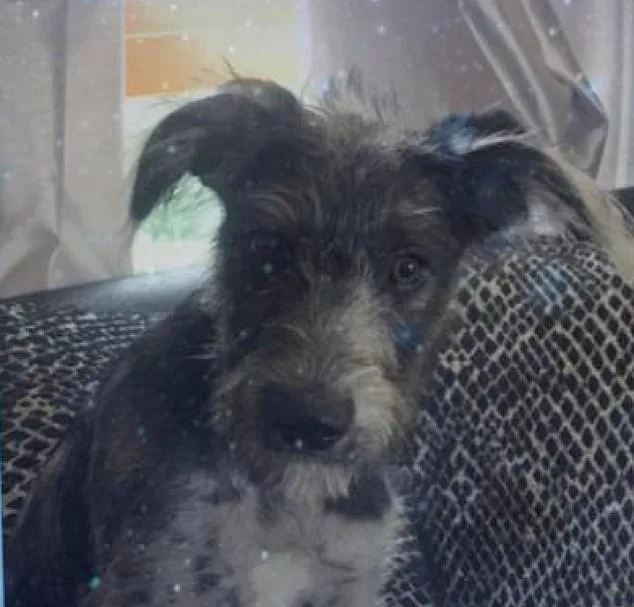 Girl, 19, Dies After Dog Attack: Is Pet Safety Under Threat?