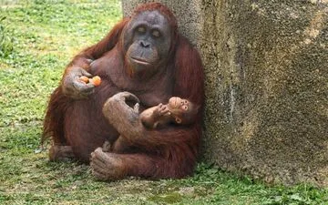 Stranded Whale: Germany Launches Rescue Mission.