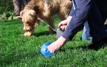 Stranded Whale: Germany Launches Rescue Mission.