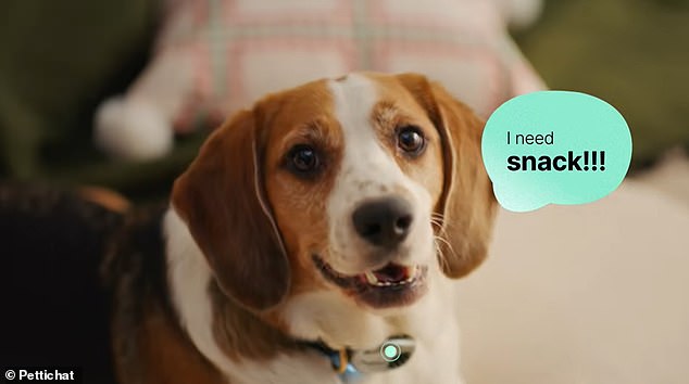 Chinese startup claims AI collar translates pet sounds with 95% accuracy.