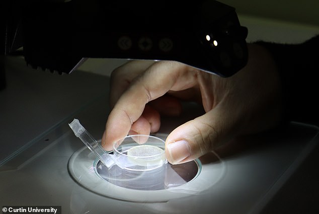 Scientists Confirm World's Oldest Asteroid Impact Occurred 3.02 Billion Years Ago