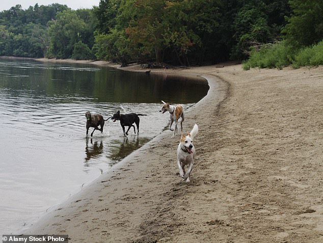 Activist Suggests Dog Parks on White Christian Graves Amidst Closure
