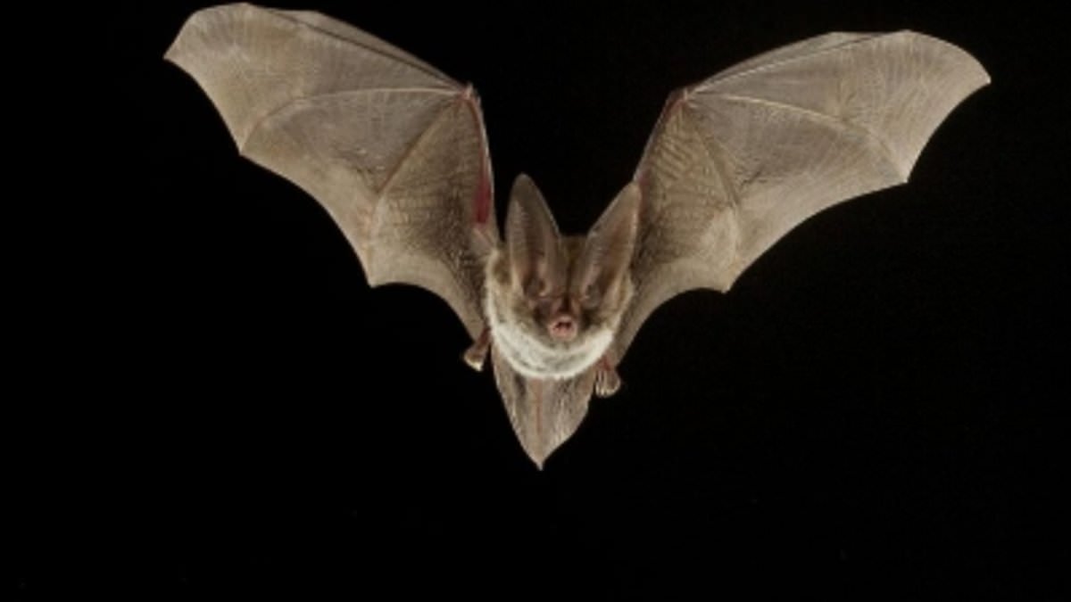 11-Year-Old Dies After Swatting Bat With No Visible Bite Marks