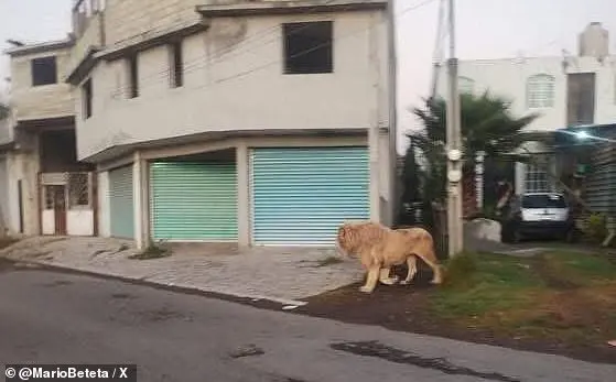 A Lion on the Loose in Mexico