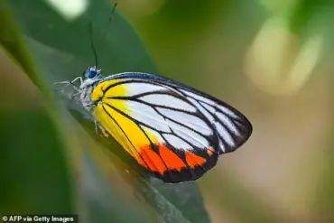 Boy Dies After Injecting Butterfly Remains