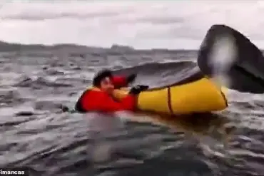 Humpback whale attacks kayaker in Chile, but spits him out unharmed