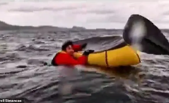 Humpback whale attacks kayaker in Chile, but spits him out unharmed