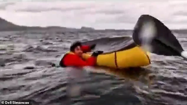 Humpback whale attacks kayaker in Chile, but spits him out unharmed