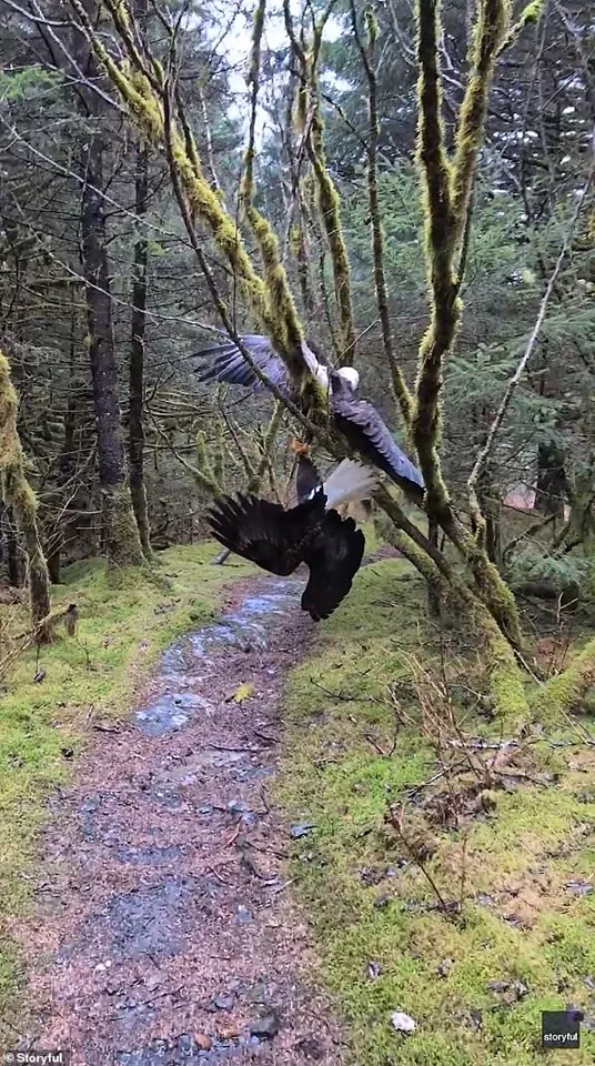 Incredible Video Capture Bald Eagles Tangled Up in Tree in Kodiak, Alaska