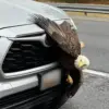 Incredible Video Capture Bald Eagles Tangled Up in Tree in Kodiak, Alaska