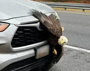 Incredible Video Capture Bald Eagles Tangled Up in Tree in Kodiak, Alaska