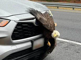 Incredible Video Capture Bald Eagles Tangled Up in Tree in Kodiak, Alaska