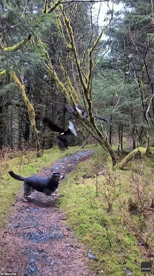 Incredible Video Capture Bald Eagles Tangled Up in Tree in Kodiak, Alaska