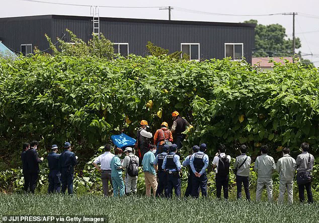 Japan's Bear Attack Crisis: Balancing Human Safety and Wildlife Management