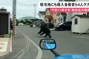 Japan's Bear Attack Crisis: Balancing Human Safety and Wildlife Management